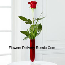 A Single Red Rose In A Red Test Tube Vase Delivered in Russia
